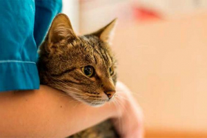 Cat vaginitis - što trebate znati? Cat vaginitis - što trebate znati?